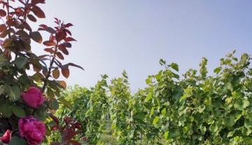 Azienda agricola - Oristano